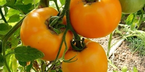 Med od rajčice od ćilibara: recenzije, fotografije, prinos